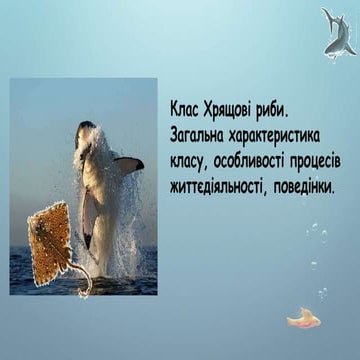 Клас Хрящові риби.Загальна характеристика, особливості процесів життєдіяльності,поведінки