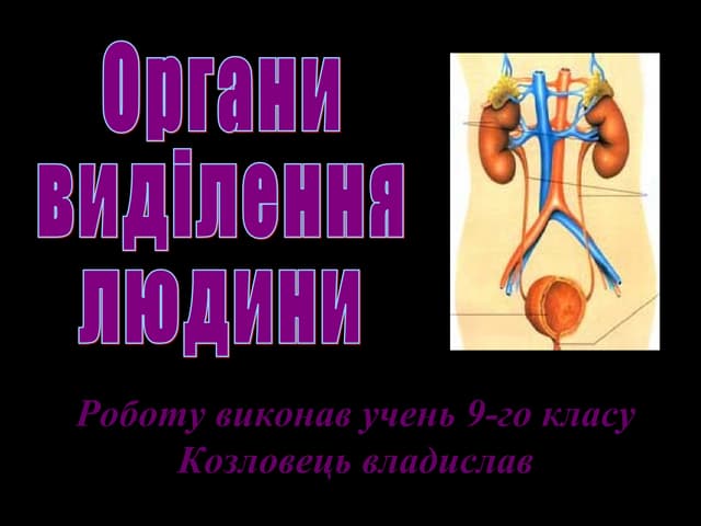 органи  виділення