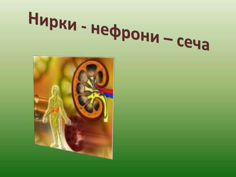 нирки