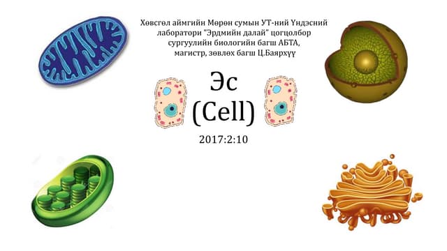 эсийн бүтэц