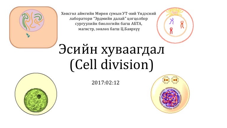 эсийн хуваагдал сайжруулсан