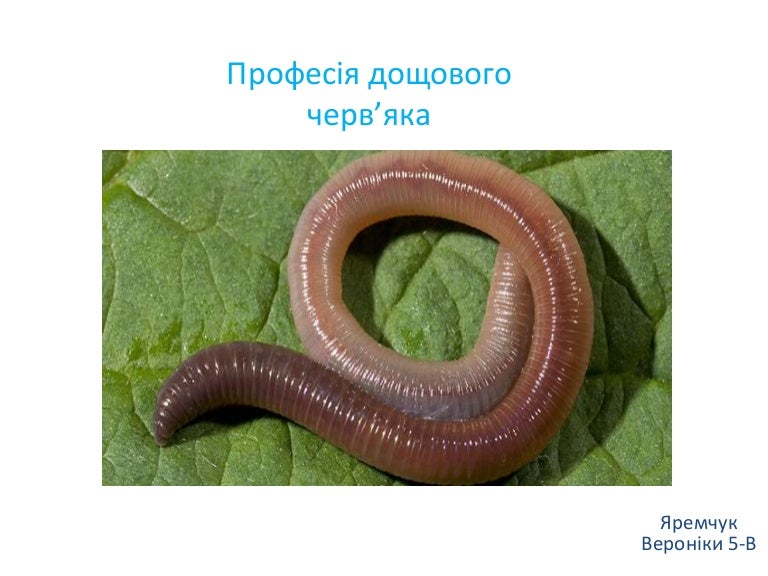 професія дощового черв’яка яремчук в