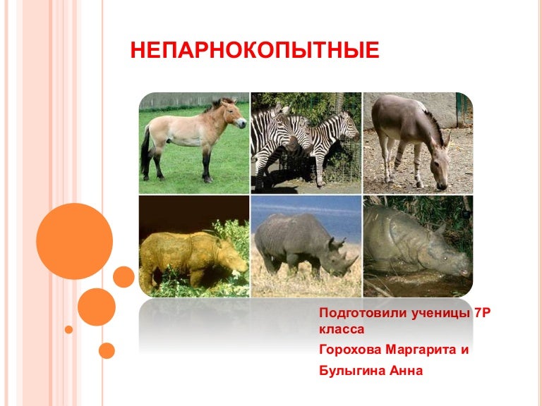 Ноги непарнокопытных. Ноги непарнокопытных