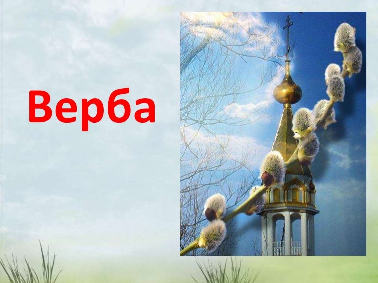 Верба
