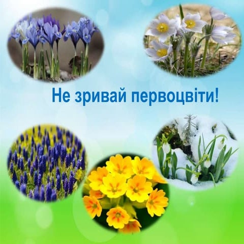 Презентація про первоцвіти