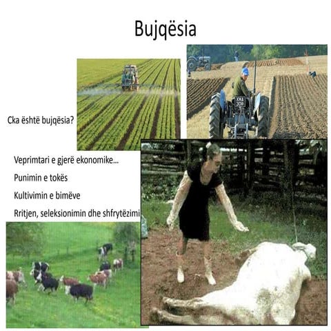 Bujqësia