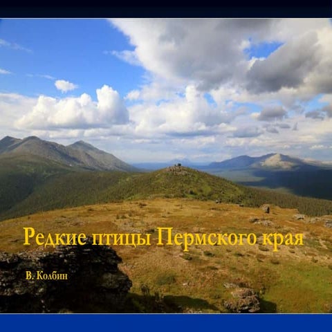 Редкие птицы