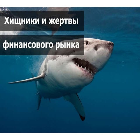 хищники и жертвы финансового рынка киев