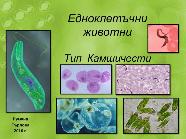 тип камшичести