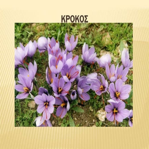 κροκος