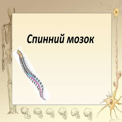 спинний мозок і спинномозкові нерви