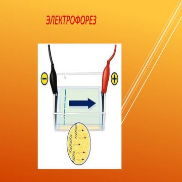 електрофорез | PPT