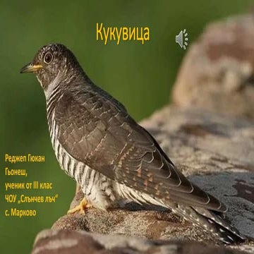 Кукувица.pptx