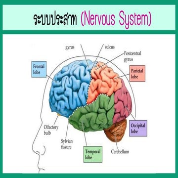 ระบบประสาท สอนพิเศษ ม.2.pptx