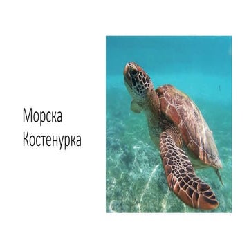 Морска Костенурка.pptx
