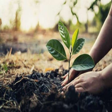 شجر کاری.pptx