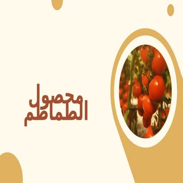 نبذة عن محصول الطماطم وطرق زراعته  .pptx