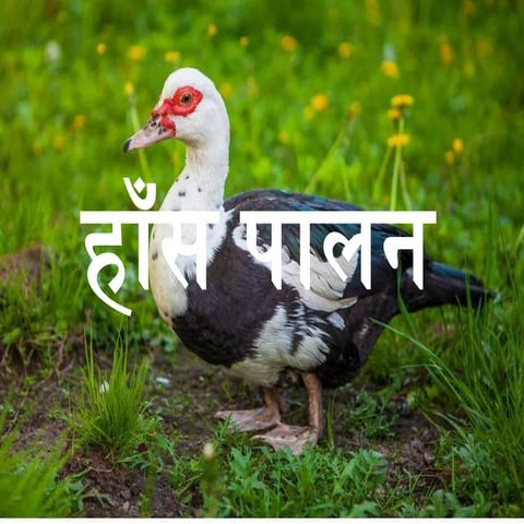 Duck Farming in Nepal, husbandry practices