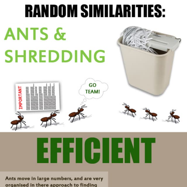 Random Similarities: Ants & Shredding | PDF