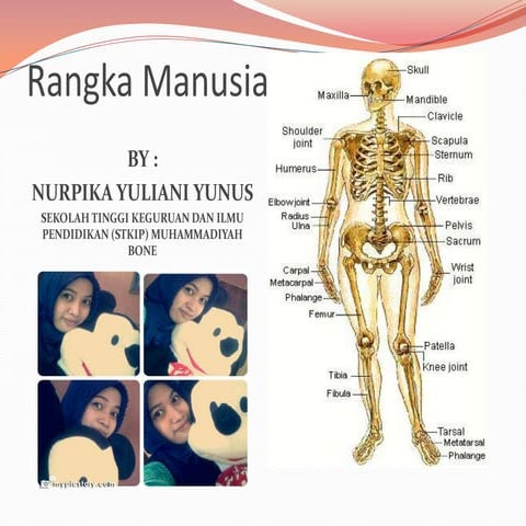 SISTEM RANGKA MANUSIA