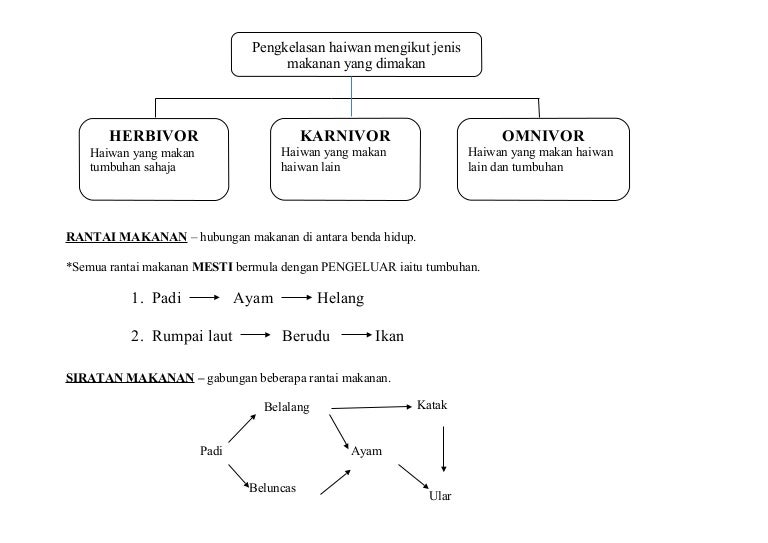 Rantai Makanan