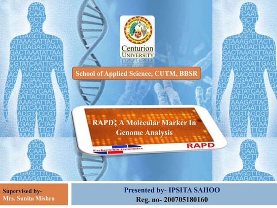 rapd marker, molecular marker by K. K SAHU Sir | PPT
