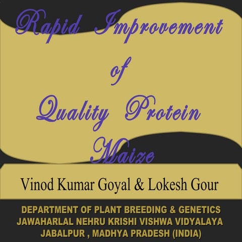 Rapid  improvement  of quality protein maize