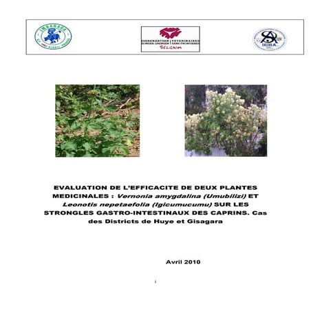Evaluation de l Efficacite deux Plantes Medicinales: Vernonia Amygdalina (Umu...