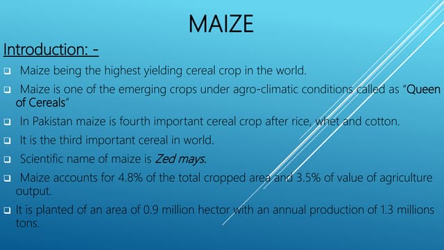 Introduction Of Maize | PPT