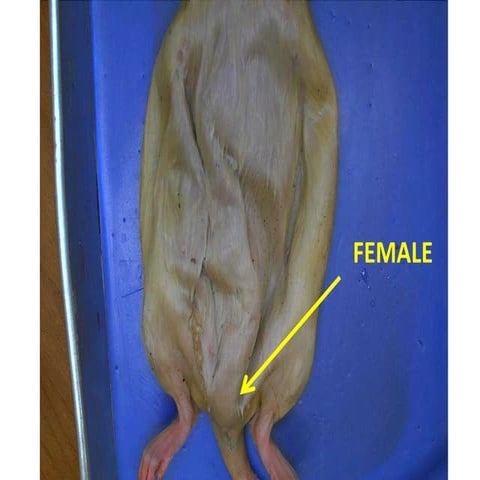 Rat dissection tripp