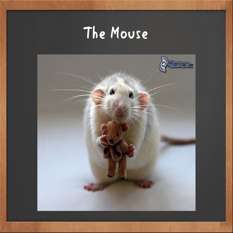 The Mouse | PPT