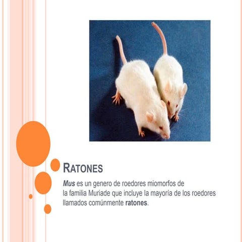 Ratones | PPTX