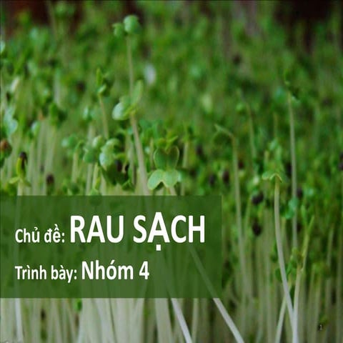 Rau sạch | PPTX