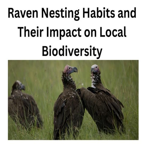 Raven Nesting Habits and Their Impact on Local Biodiversity.
