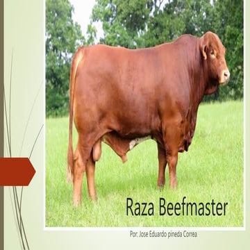 Raza beefmaster | PPTX