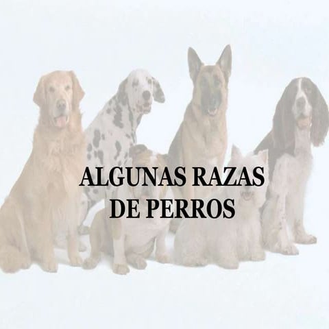 Razas