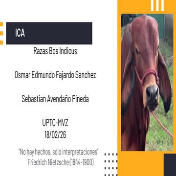 Comprehensive Overview of Bos Indicus Cattle Breeds and Their ...