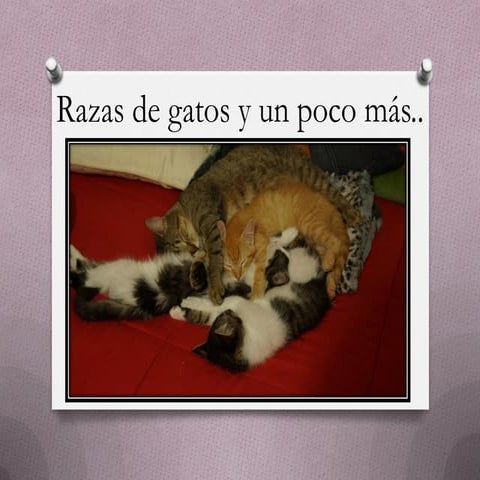 Razas de gatos