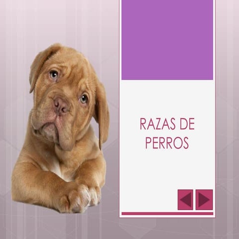Razas de perros SARA2D