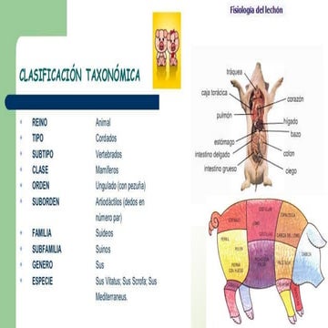 Teoria y Razas de porcinos.