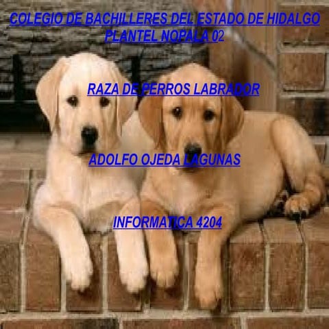 Perros Labradores | PPT