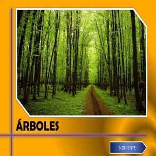 DIFERENTES TIPOS DE ÁRBOLES