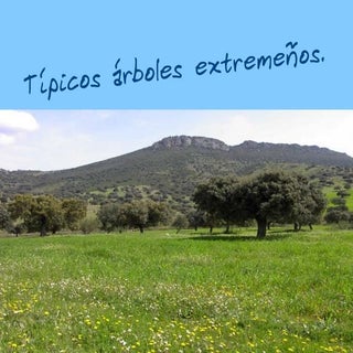 Árboles típicos extremeños.