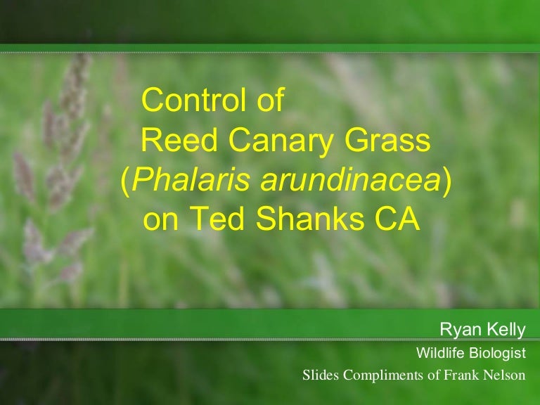 Control of Reed Canary Grass