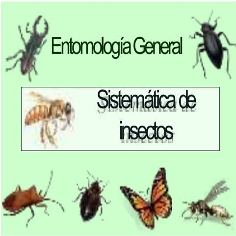 Órdenes de Insectos.pptx