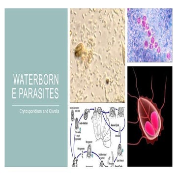 Parasites and Drinking water