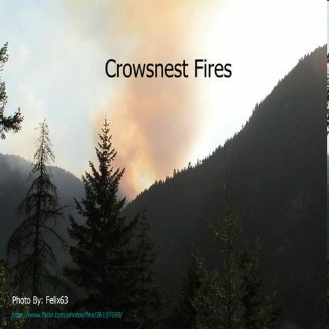 Crowsnest Fires