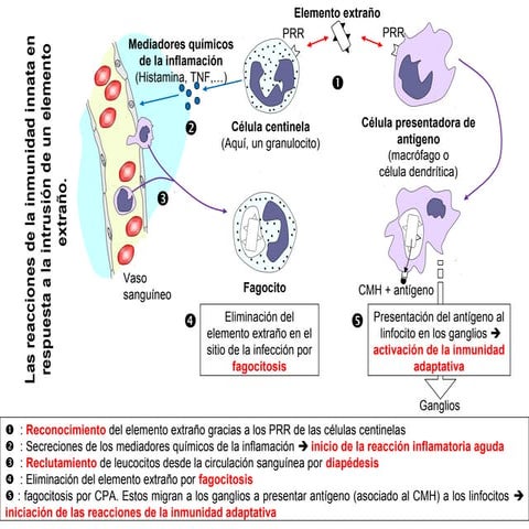 Reacciones de la inmunidad innata