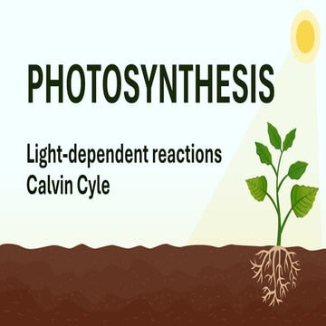 Reactions in photosynthesis for Grade 11 STEM
