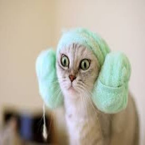 Really funny cat videos